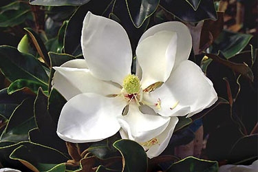 Magnolia Little Gem Flower Variety Thumbnail.jpg